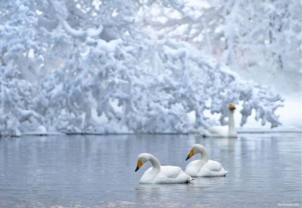 Лебеди зимой