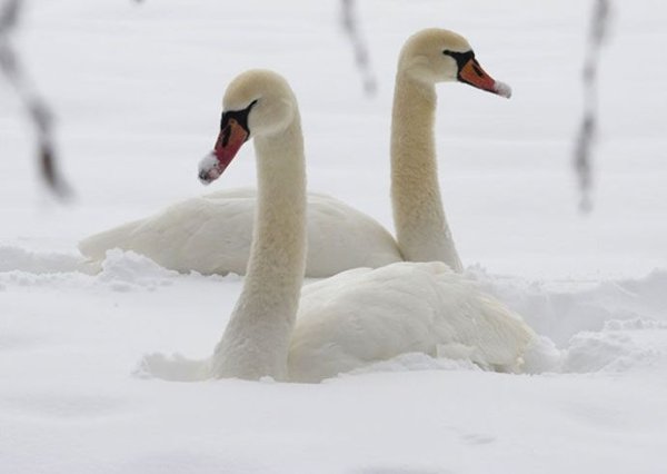 Лебеди зимой на снегу