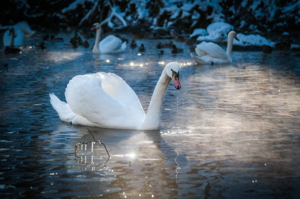 Лебеди на пруду зимой