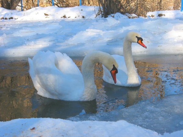 Лебеди в снегу