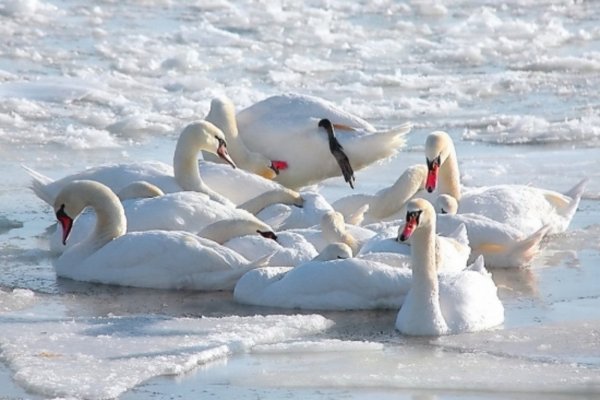 Лебеди в снегу