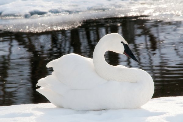 День белоснежных птиц