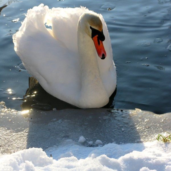 Лебеди на пруду зимой