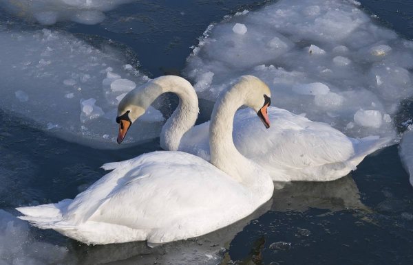 Пара лебедей зимой