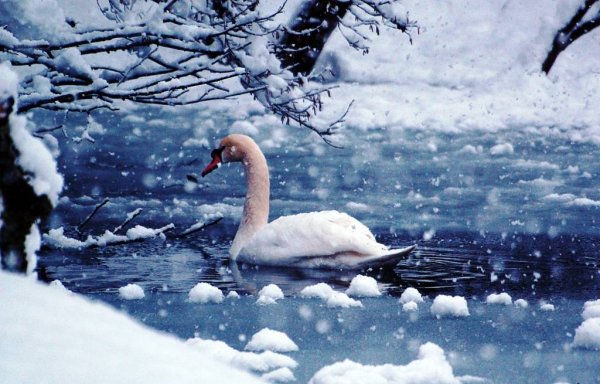 Лебеди в снегу