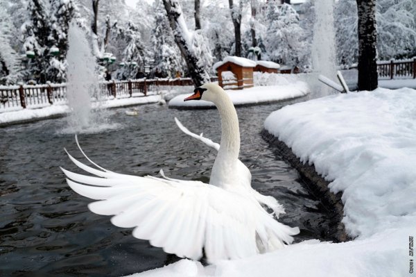 Лебеди на зимнем пруду