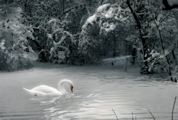 Лебеди зимой на озере