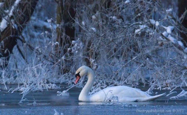 Лебеди на замерзшем озере