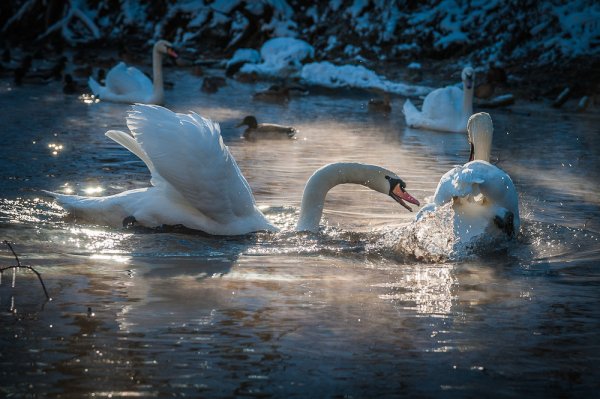 Лебеди в снегу