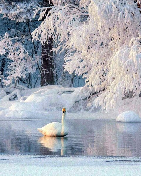 Лебеди зимой на озере