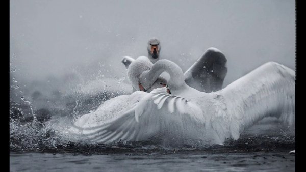 Лебеди на замерзшем озере
