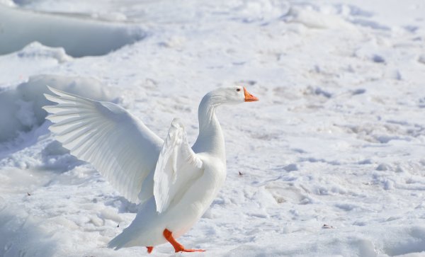 Сноу Гус (Snow Goose)