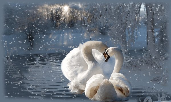 Лебеди в снегу