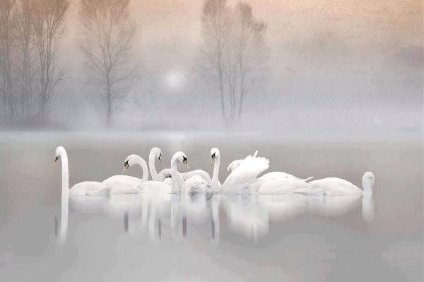 Лебеди в тумане