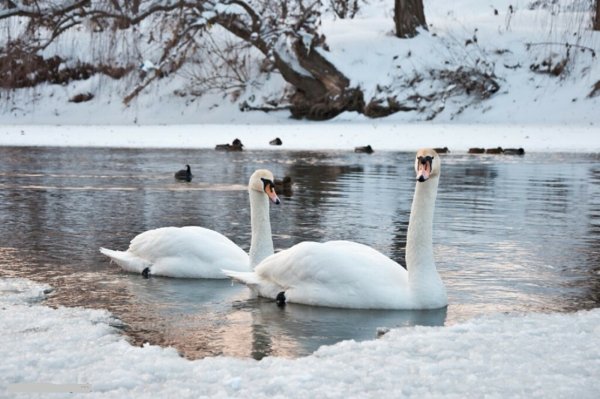 Лебеди зимой на озере