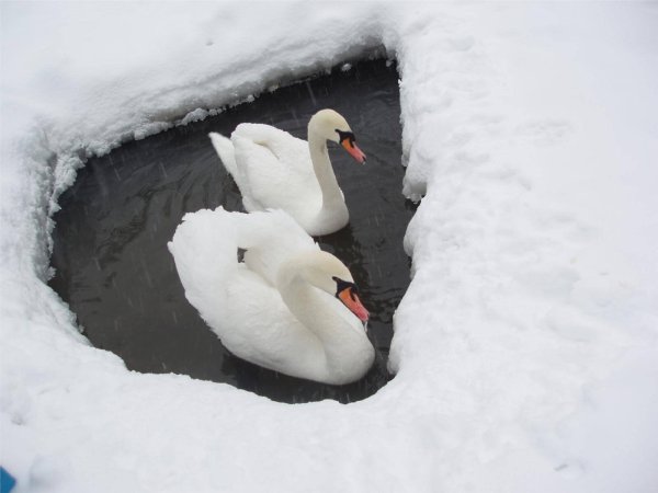 Лебеди зимой