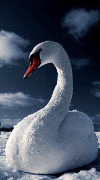 Лебеди зимой