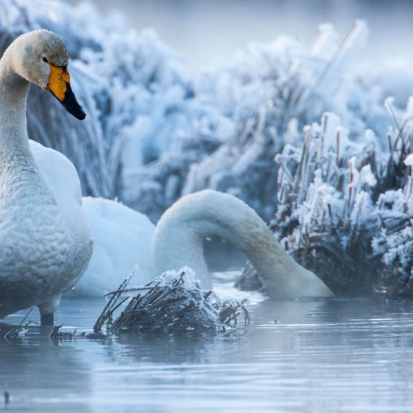 Зимовка Тундровый лебедь