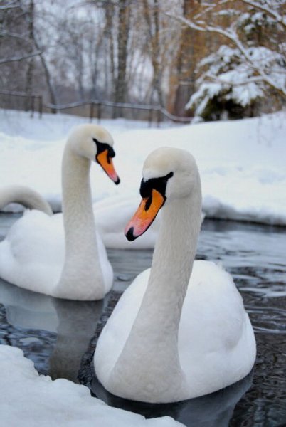 Лебеди на зимнем пруду