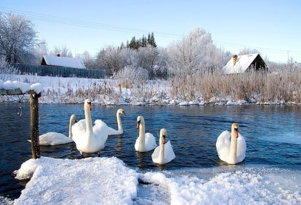 Лебеди зимой