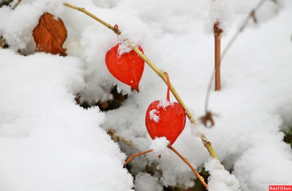 Оранжевый снег