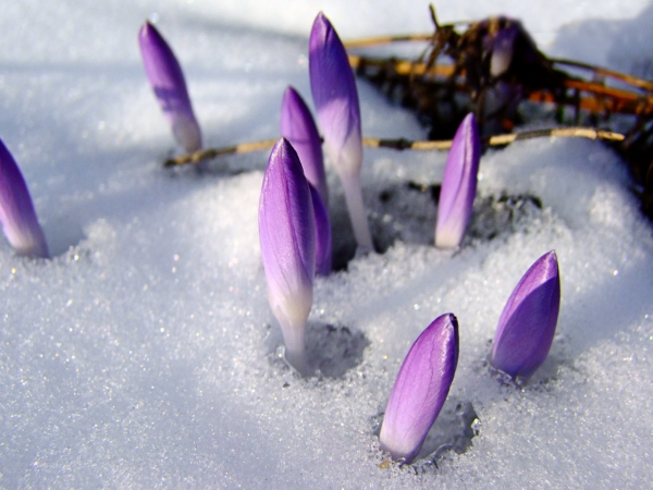 Сиреневые цветы из под снега