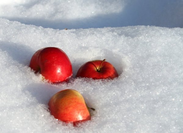 Яблоня в снегу