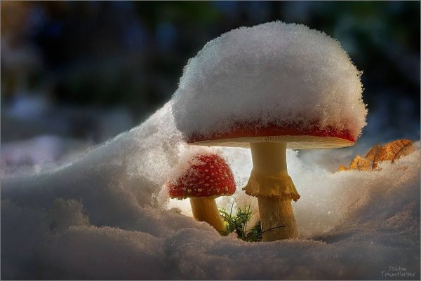 Грибы под снегом