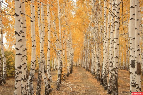 Березовая роща Золотая осень