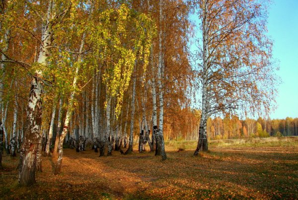 Осенняя Березка