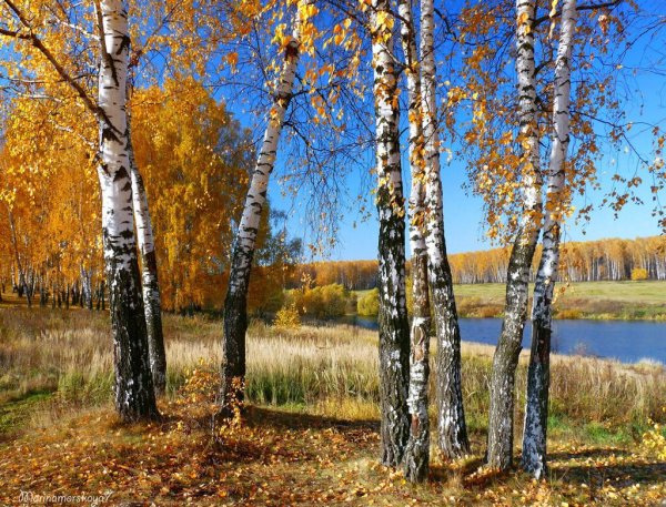 Береза осенью