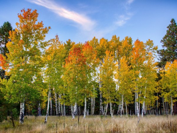 Березы клены в Удмуртии