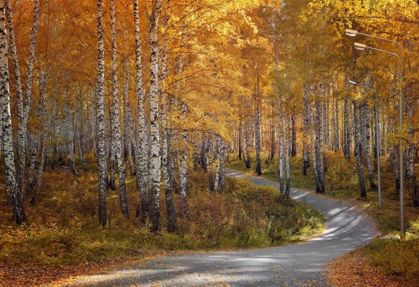 Золотая Березовая роща осенью