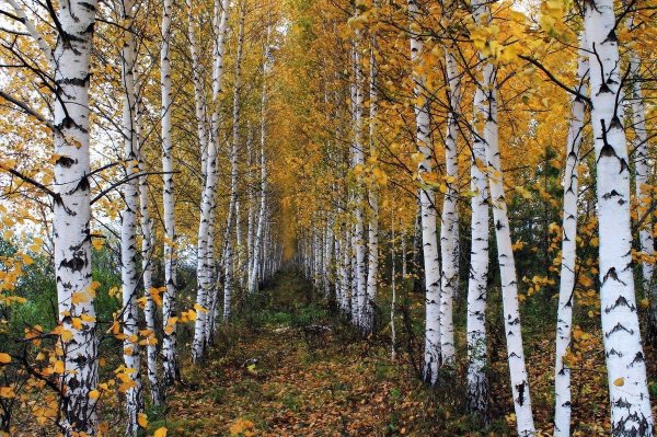 Березовая роща Удмуртия