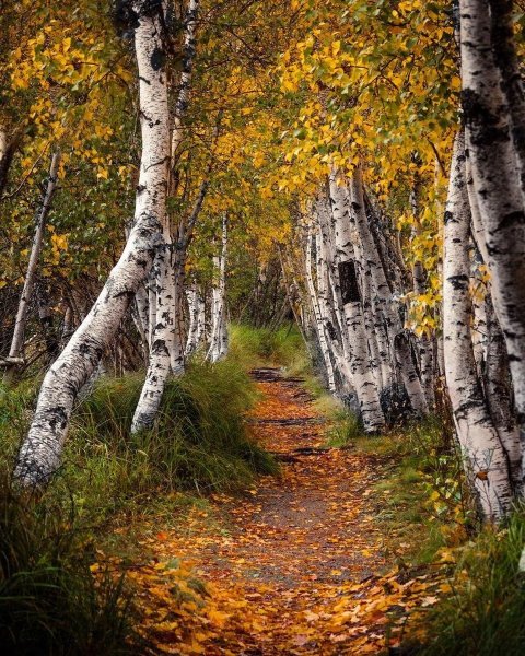 Березовая роща осень