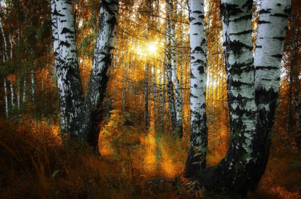 Вечер в Березовом лесу