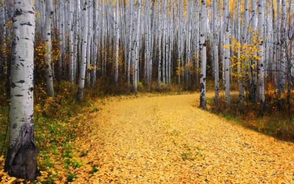 Левитан осиновый лес