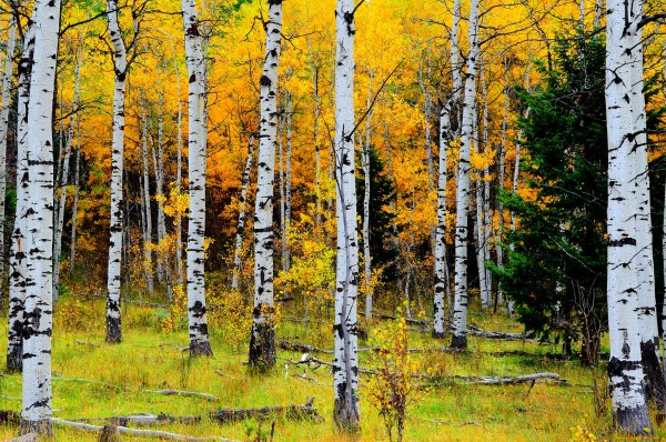 Осенний березовый лес