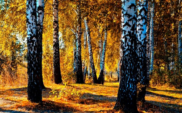 Березовый лес осенью