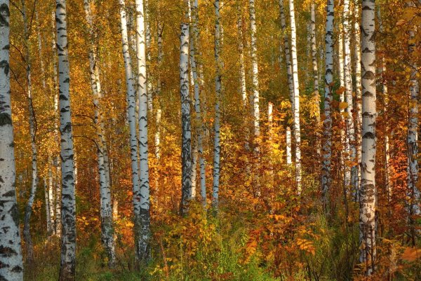 Березовая роща золотистая