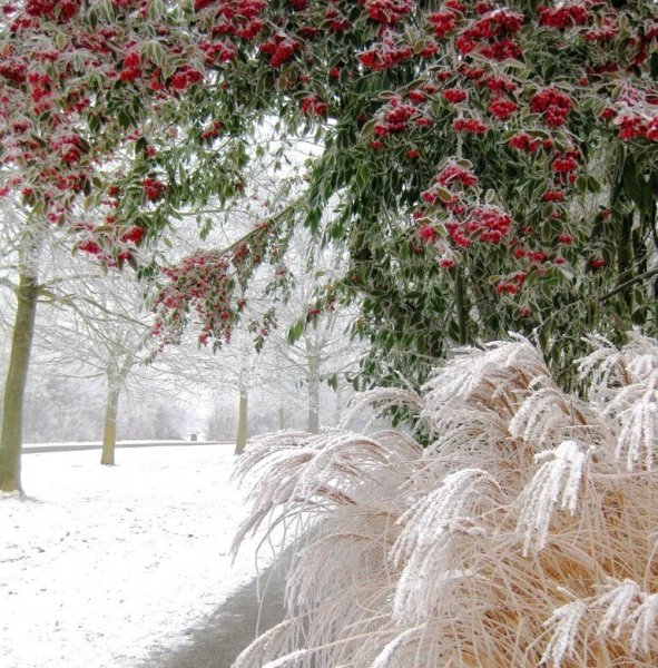 Зимний день