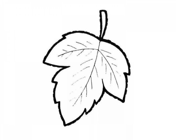 Лист березы раскраска
