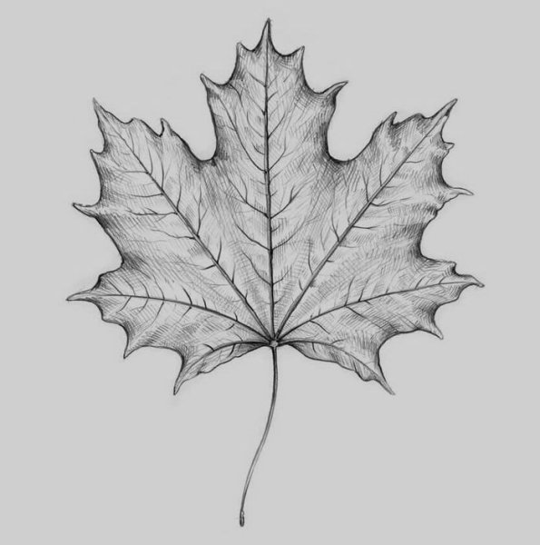 Как нарисовать осенний кленовый лист акварелью поэтапно