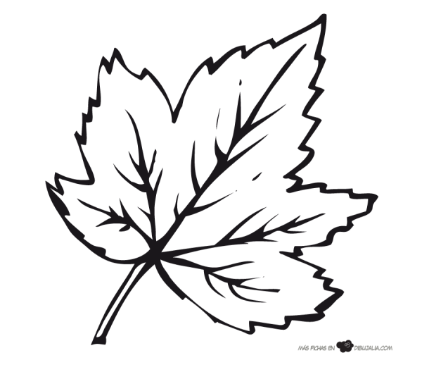 Кленовый листик раскраска