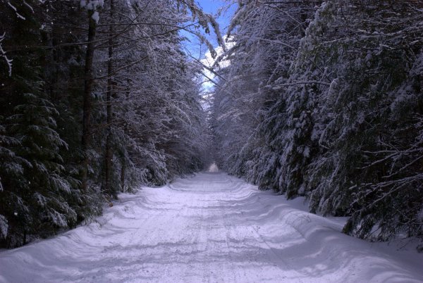 Зимняя тропа