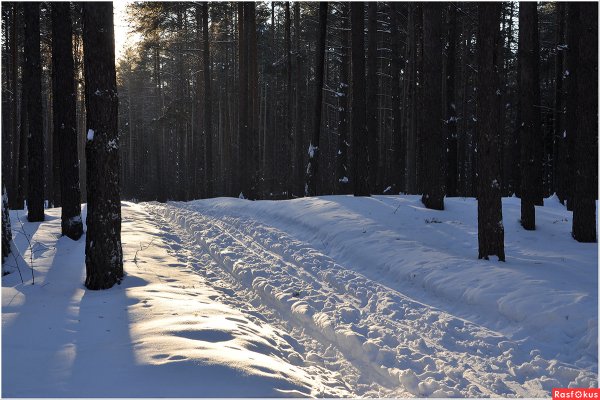 Тропинка в лесу зимой