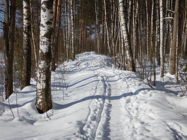 Лесная тропа Соликамский лес