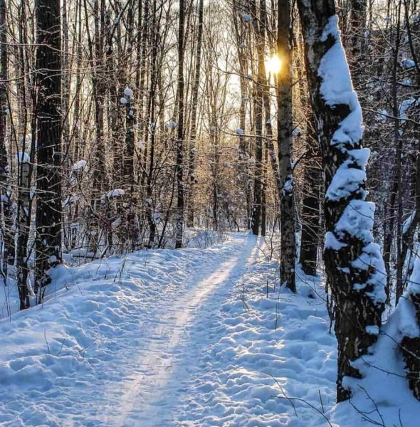 Зима в лесу