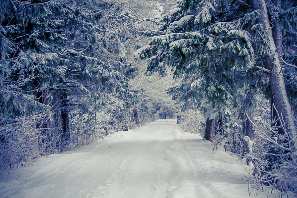 Тропинка в зимнем лесу