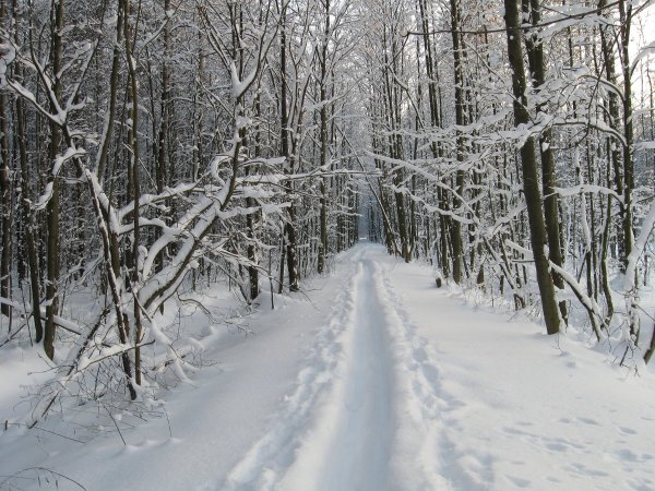 Зимняя тропинка
